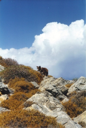 Welsh border collie on Amorgos