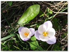Crocus Laevigatus - Flowers in Stroumbos