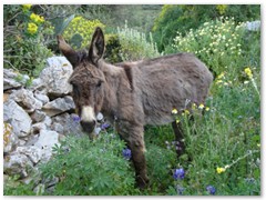 A Donkey - In Stroumbos