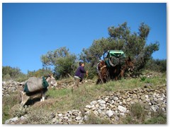 Olive Picking Season - Stroumbos