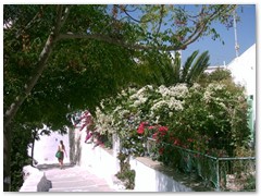 Plumbago - The main street in Langada