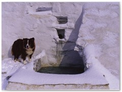 Amber On A Penguin Hunt - Theologos, February 2004