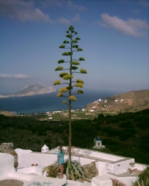 Flowers on Amorgos