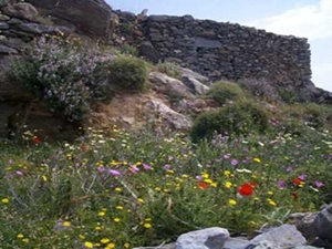 Halara Amorgos