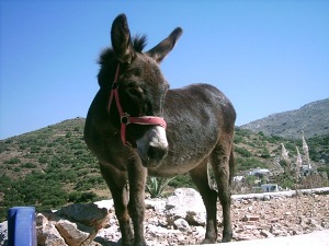 Amorgos dom=nkeys