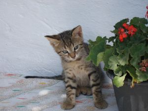 Taverna Kitten